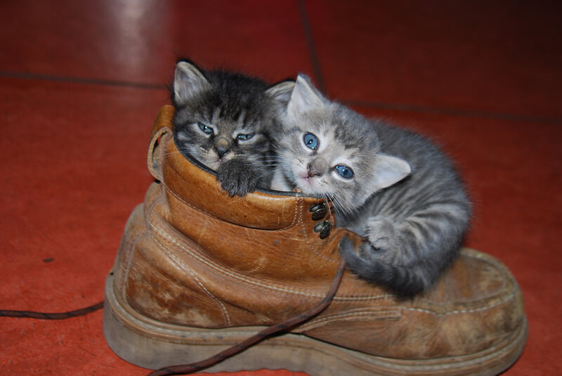 Two Kittens in Boot — Brown