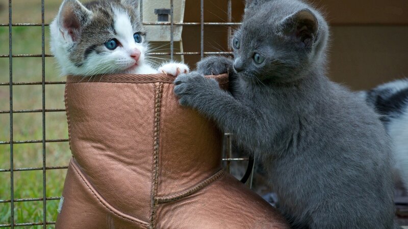 Two Kittens in Boot — Gray, Curious