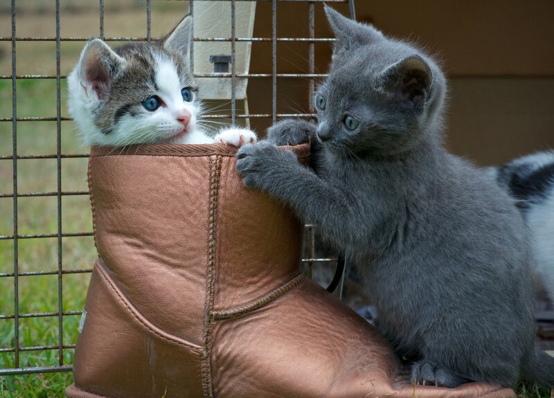 Two Kittens in Boot — Gray