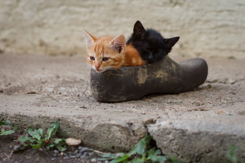 Two Kittens in Boot — Orange
