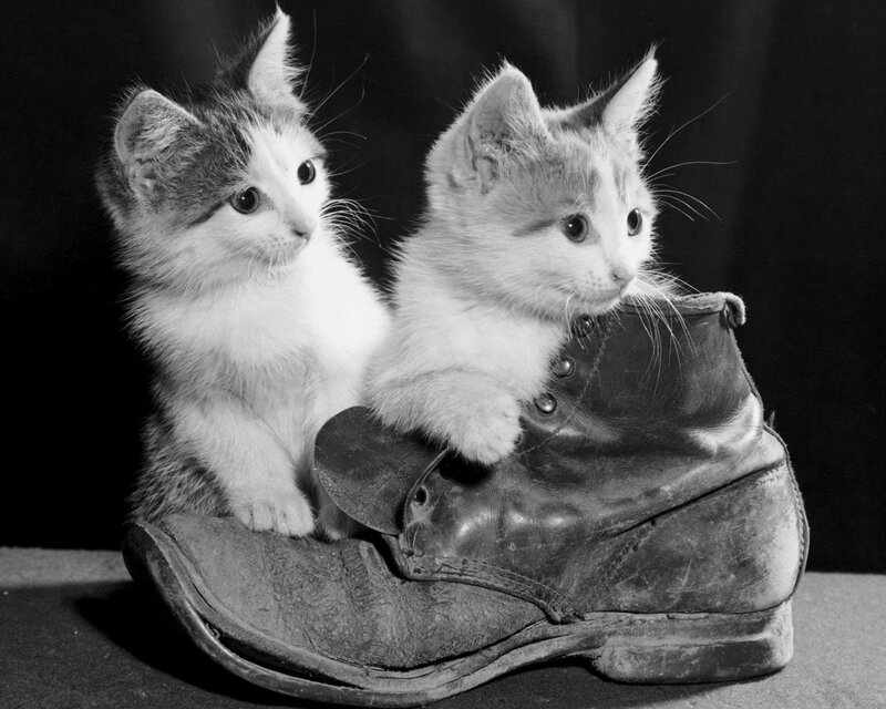 Two Kittens in Boot