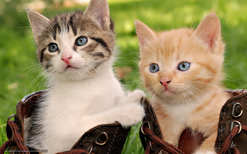 two kittens in boots