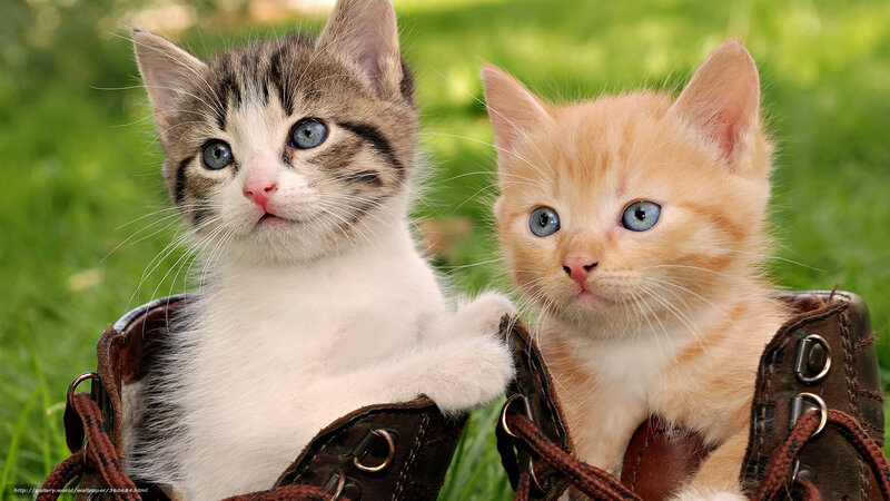 Two Kittens in Boots — Brown, Calm, Afternoon, Photograph