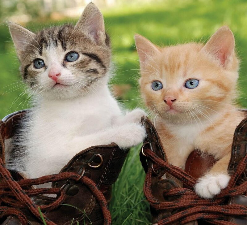 Two Kittens in Boots — Brown, Calm, Afternoon