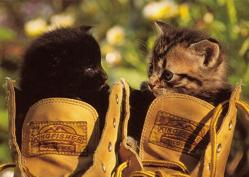 Two Kittens in Boots — Brown, Calm