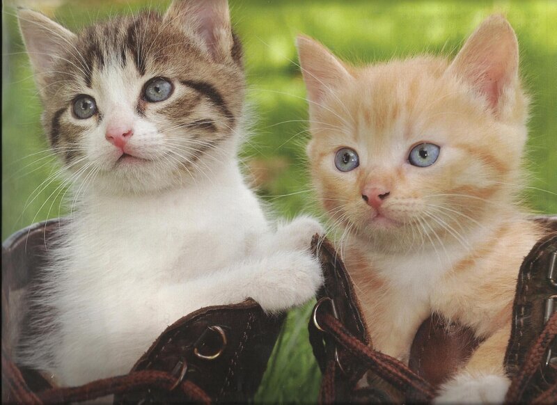 Two Kittens in Boots — Brown, Innocent