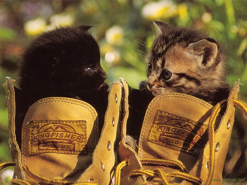 Two Kittens in Boots — Brown