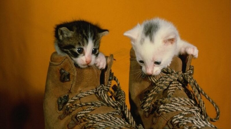 Two Kittens in Boots — Orange, Calm