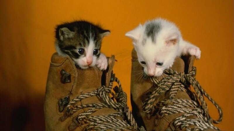 Two Kittens in Boots — Orange, Curious, Photograph