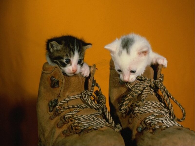 Two Kittens in Boots — Orange, Curious