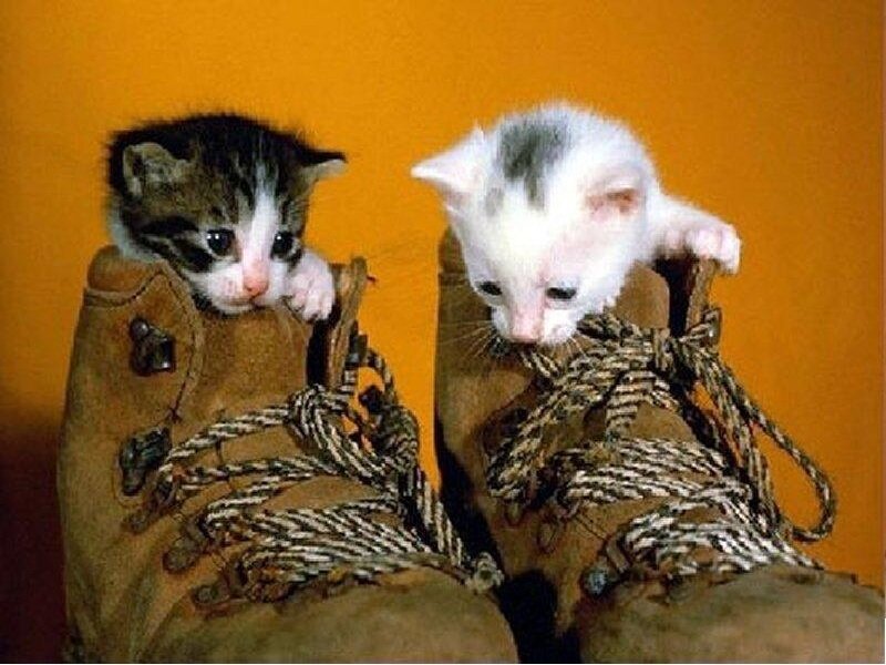 Two Kittens in Boots — Orange, Playful