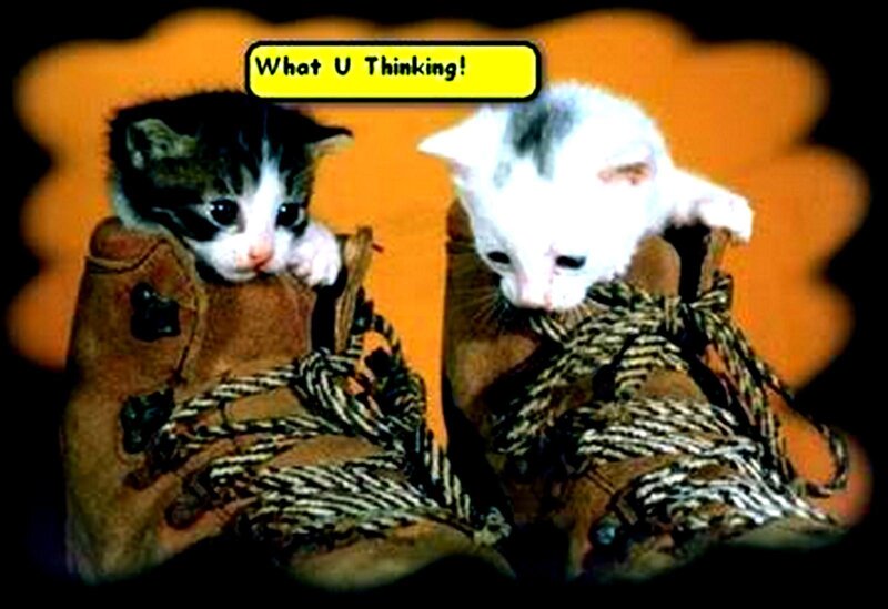 Two Kittens in Boots — Orange