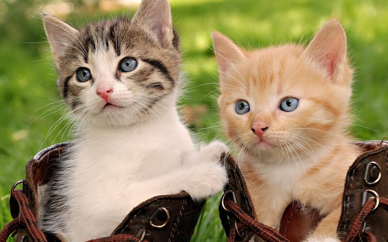 Two kittens in boots