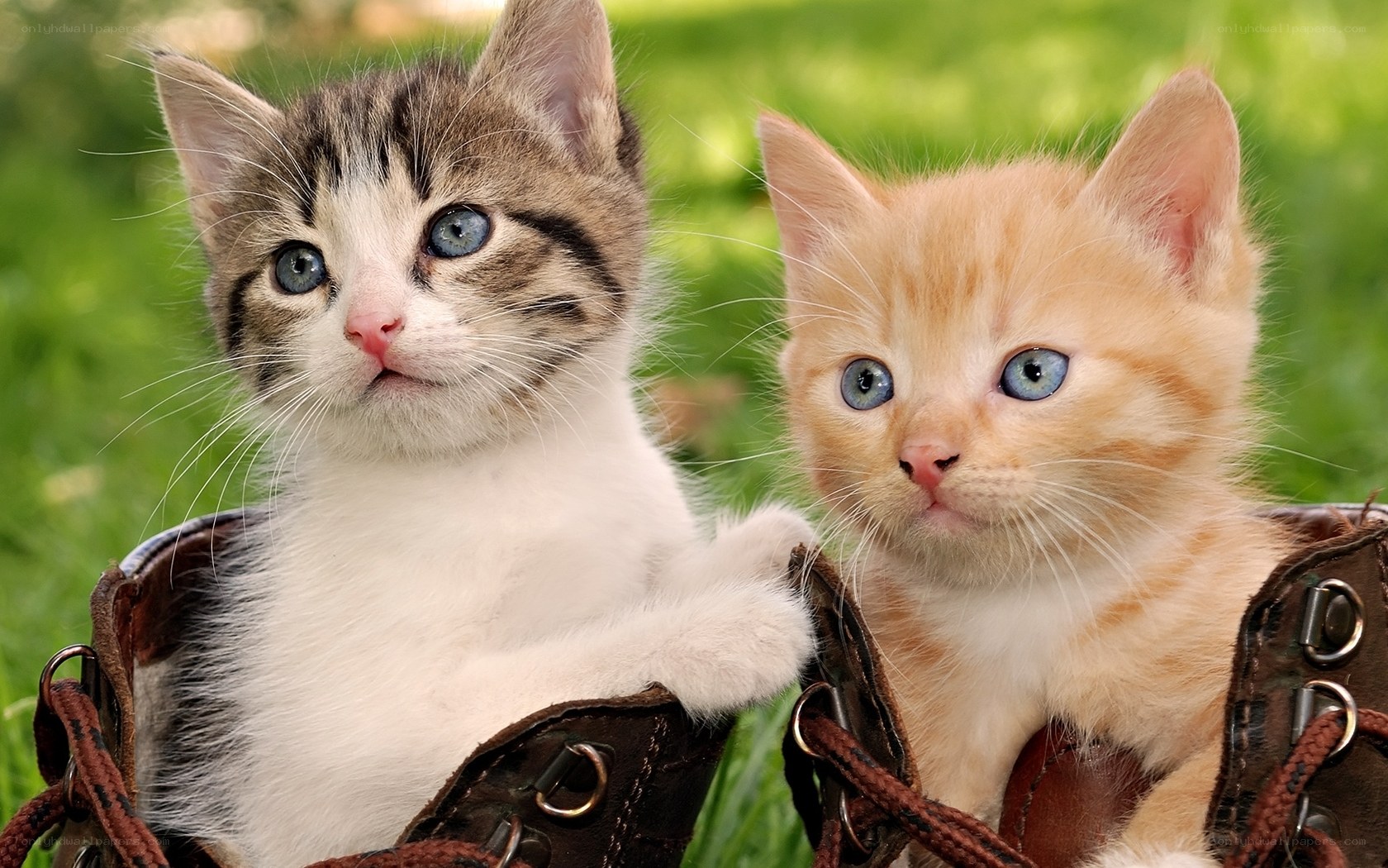 Two kittens in boots