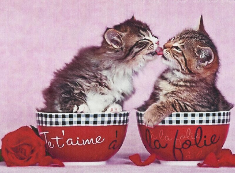 Two Kittens in Bowls — Pink, Cute