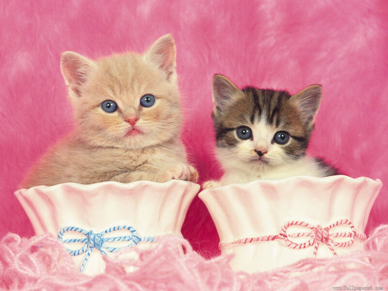 Two Kittens in Bowls — Pink