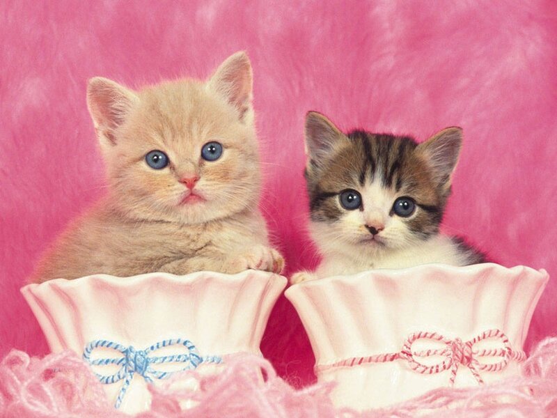 Two Kittens in Bowls