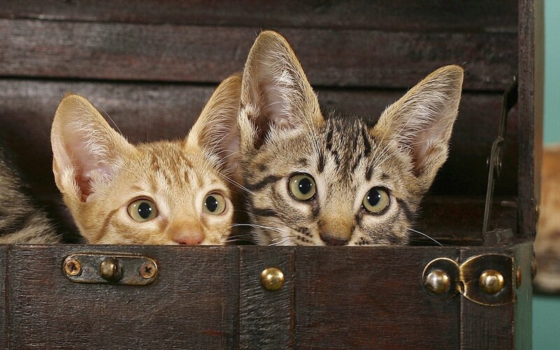Two Kittens in Box — Brown, Curious, Photograph