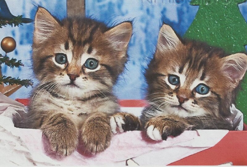 Two Kittens in Box — Brown, Festive