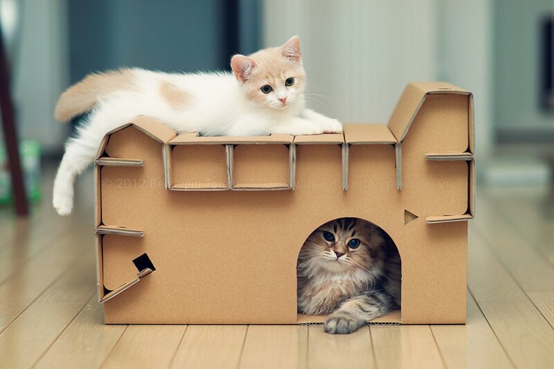 Two Kittens in Box — Brown