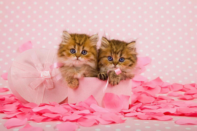 Two Kittens in Box — Pink