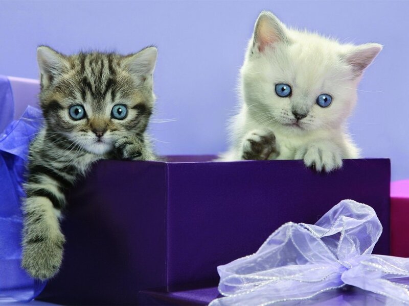 Two Kittens in Box — Purple, Curious