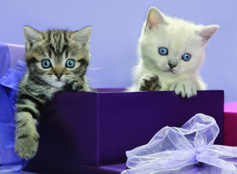 Two Kittens in Box — Purple