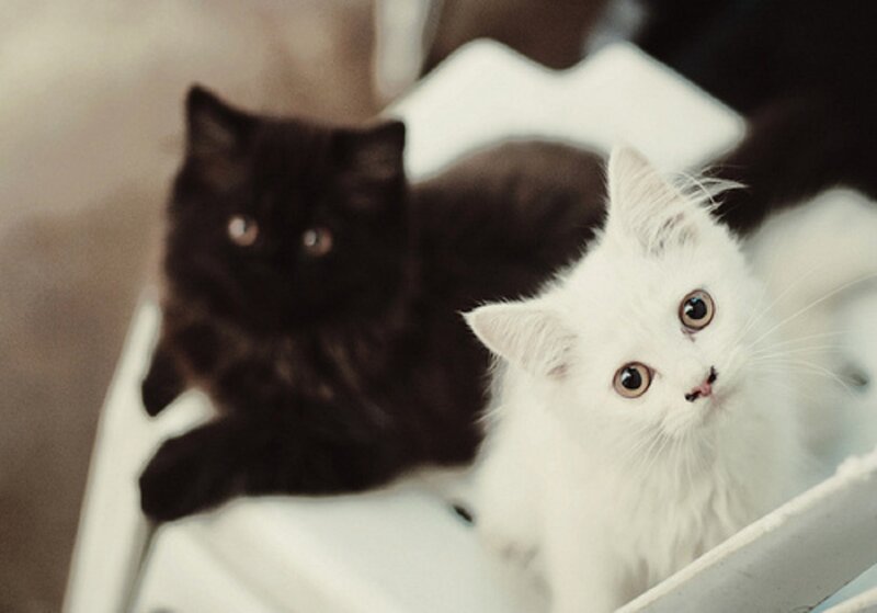 Two Kittens in Box — White, Calm
