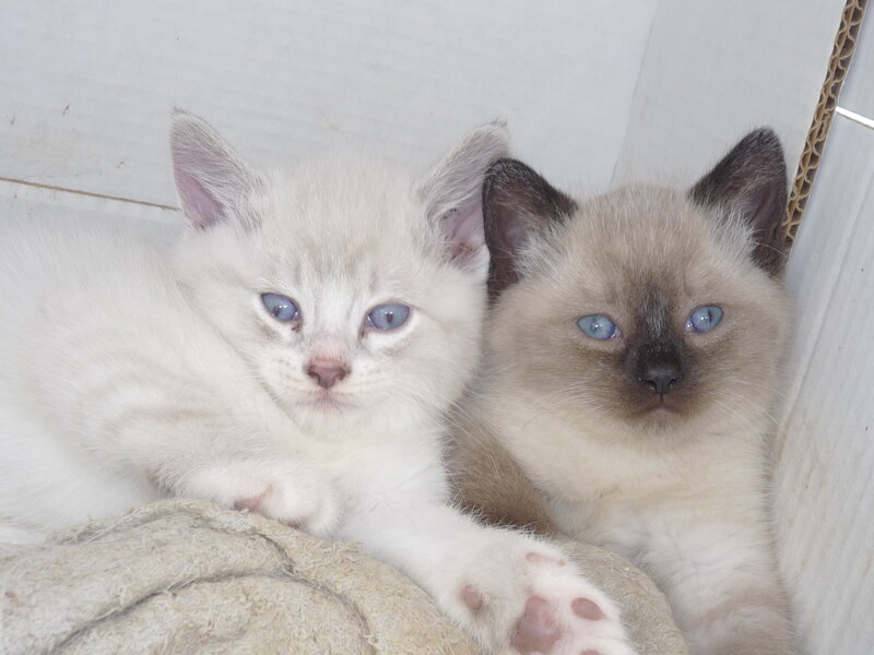 Two Kittens in Box — White