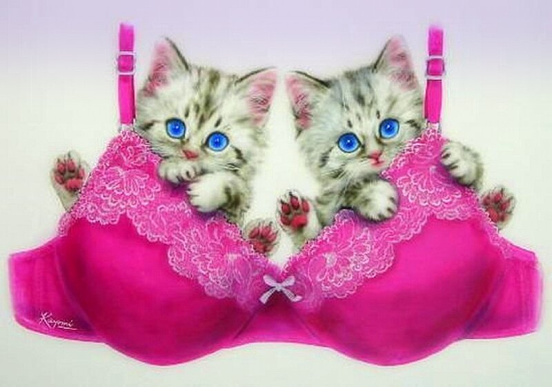 Two Kittens in Bra