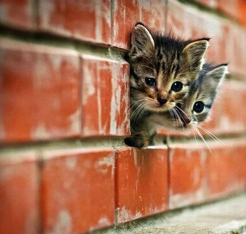 Two Kittens in Brick — Red
