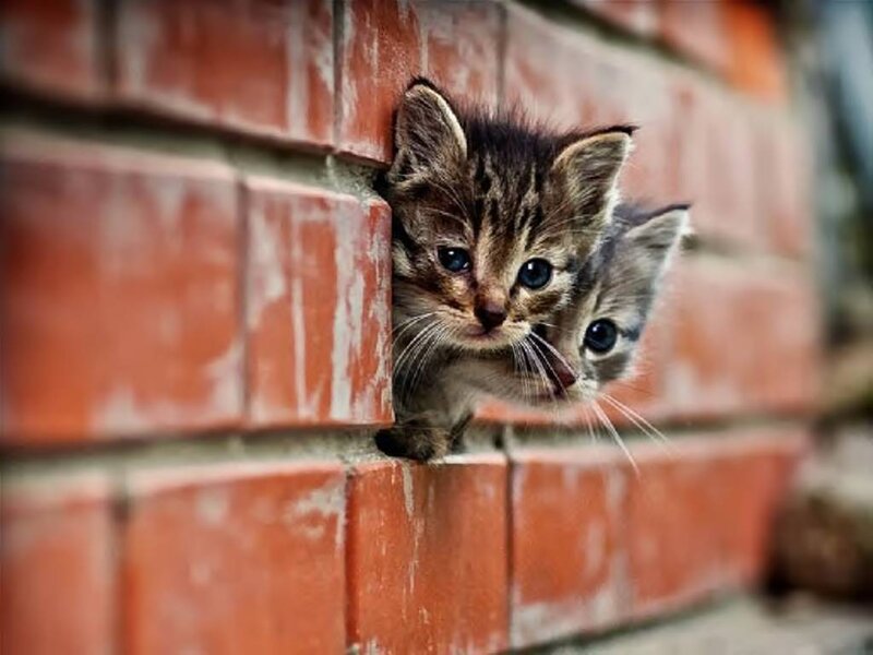 Two Kittens in Brick