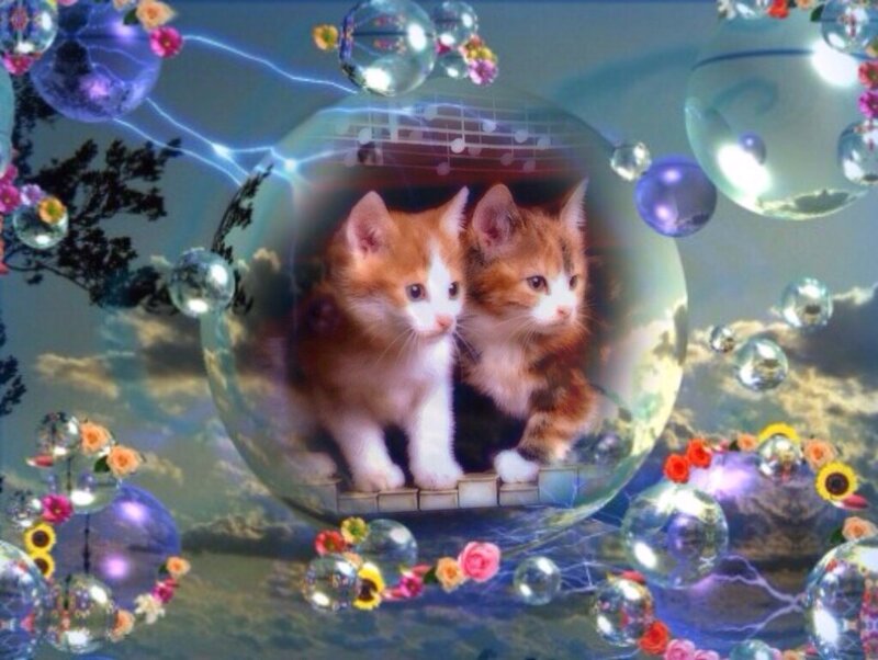 Two Kittens in Bubble