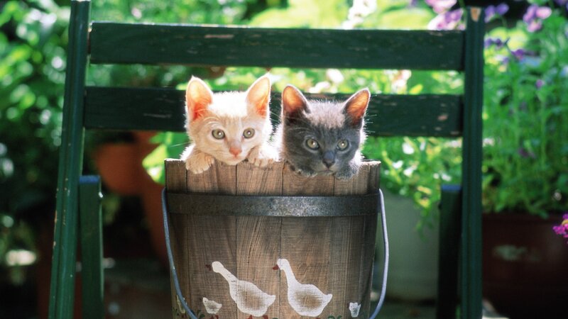 Two Kittens in Bucket — Green