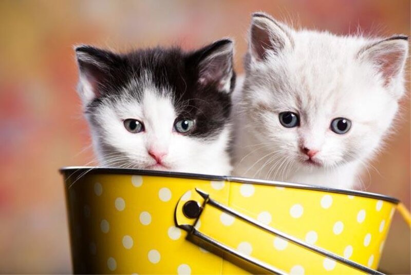 Two Kittens in Bucket