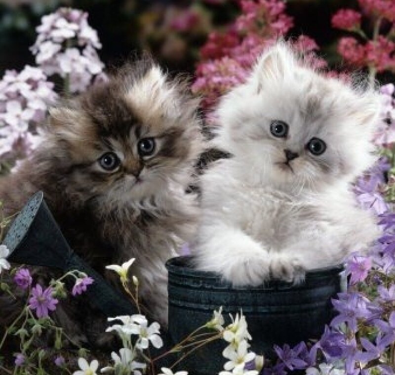 Two Kittens in Bucket — White