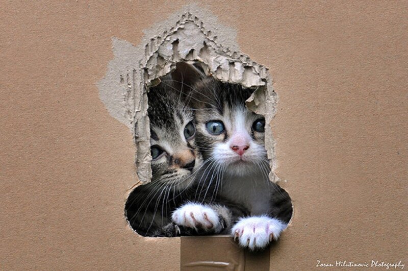 Two Kittens in Cardboard