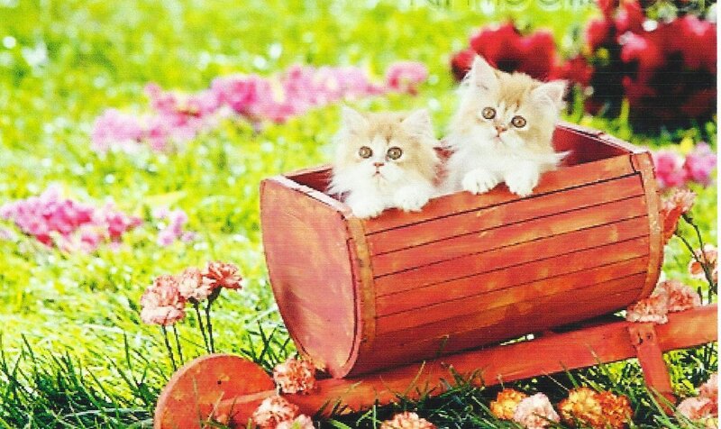Two Kittens in Cart — Green