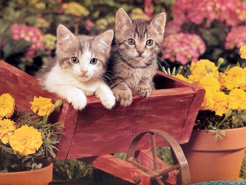 Two Kittens in Cart