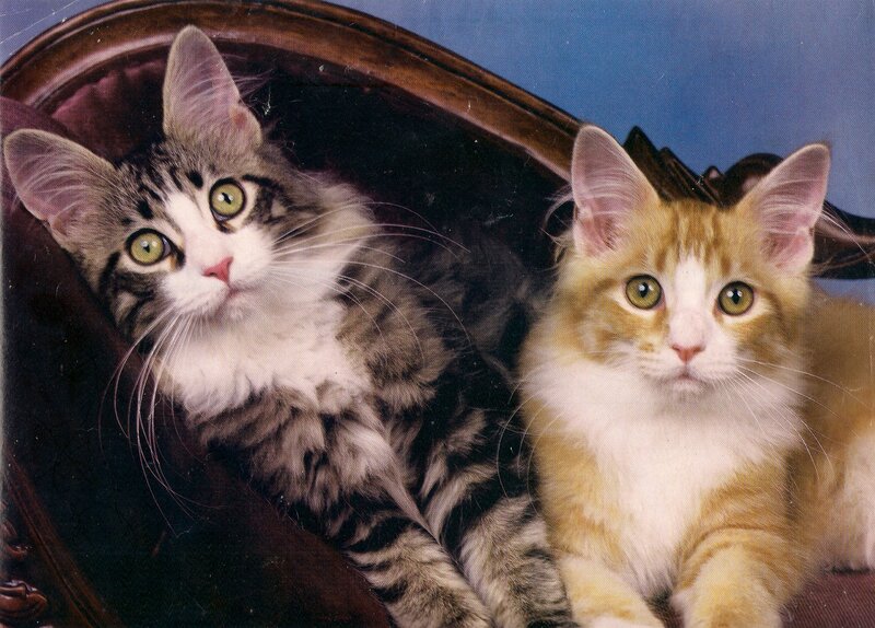 Two Kittens in Chair