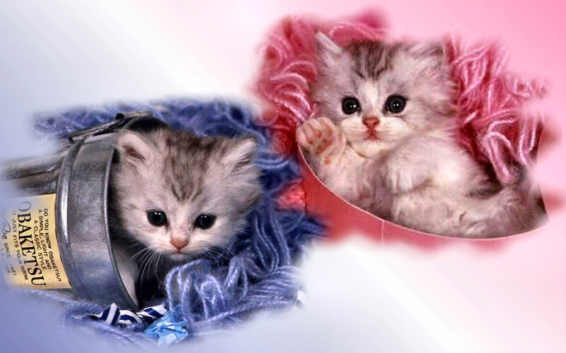 Two Kittens in Containers — Gray