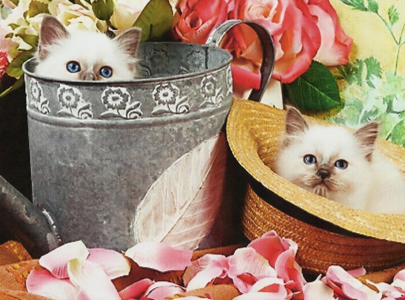 Two Kittens in Containers