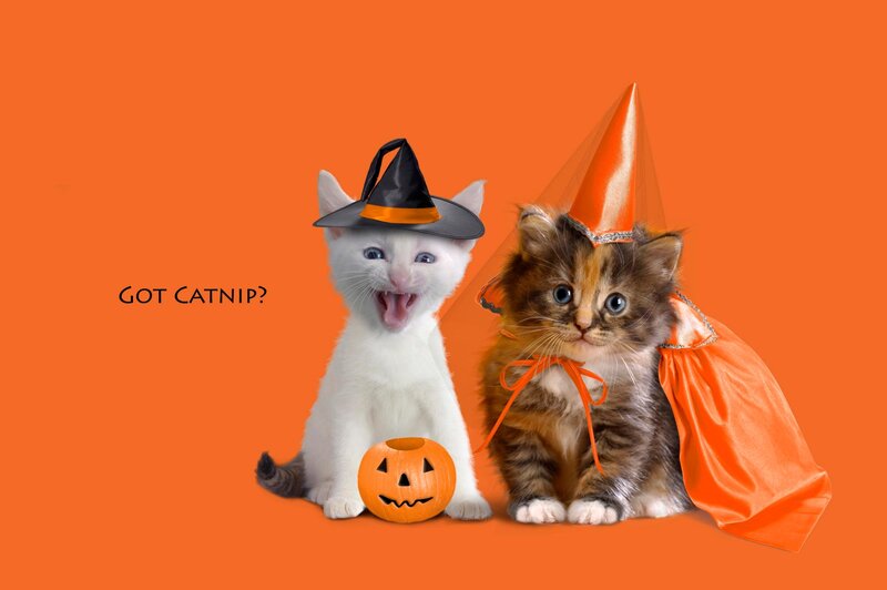 Two Kittens in Costumes