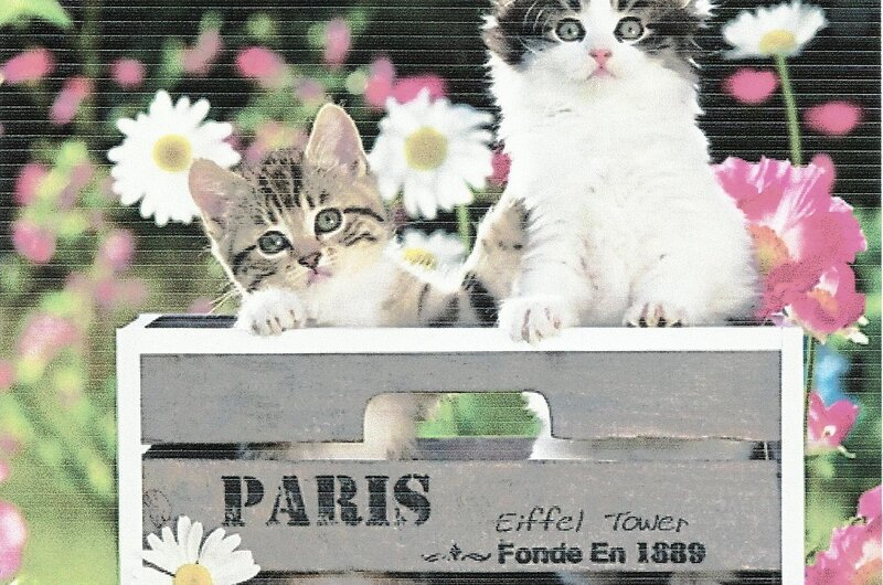 Two Kittens in Crate