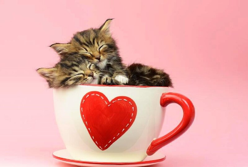 Two Kittens in Cup