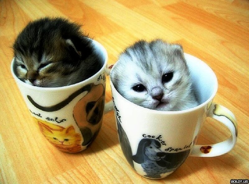 Two Kittens in Cups