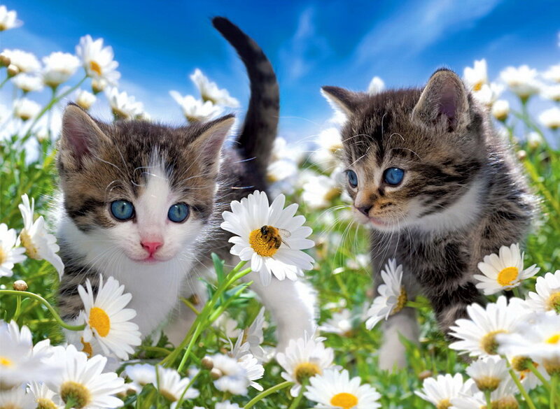 Two Kittens in Daisies