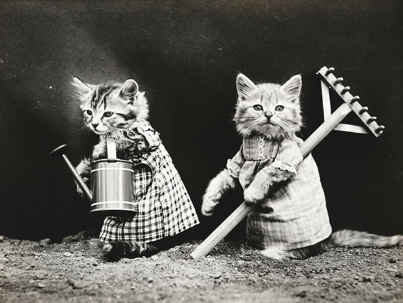 Two Kittens in Dresses