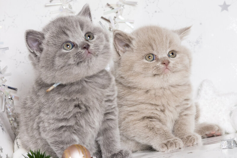Two kittens in festive setting