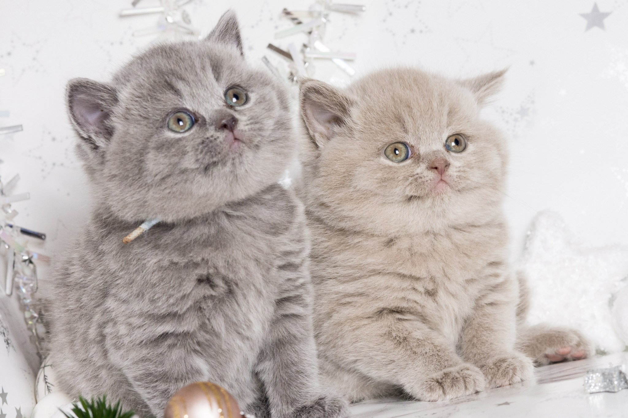 Two kittens in festive setting